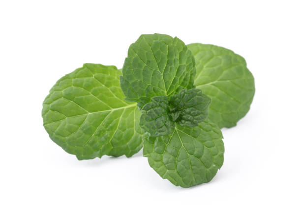 Perfect Green Mint Leaf Isolated on White Background.